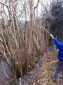 Assess the hedge for dead trees and hanging branches